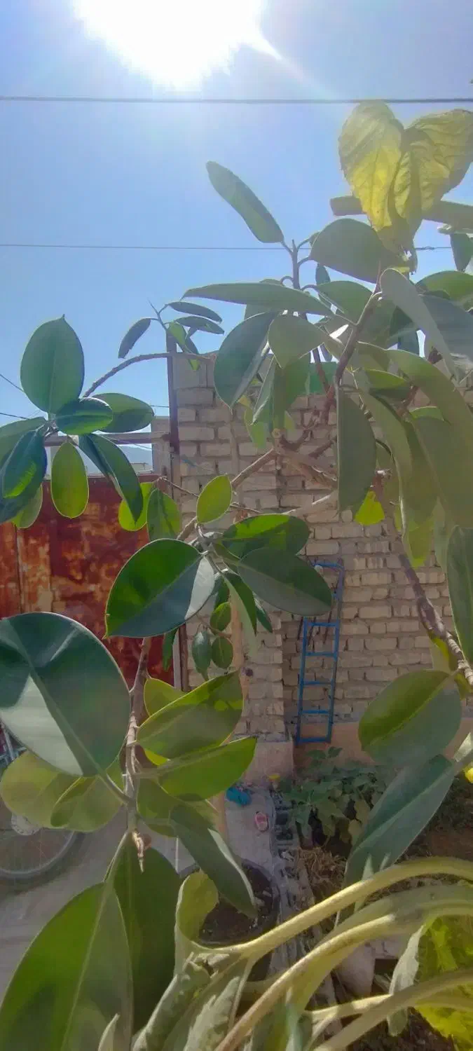 گل گیاه بدون آفت|گل و گیاه طبیعی|بوانات, |دیوار