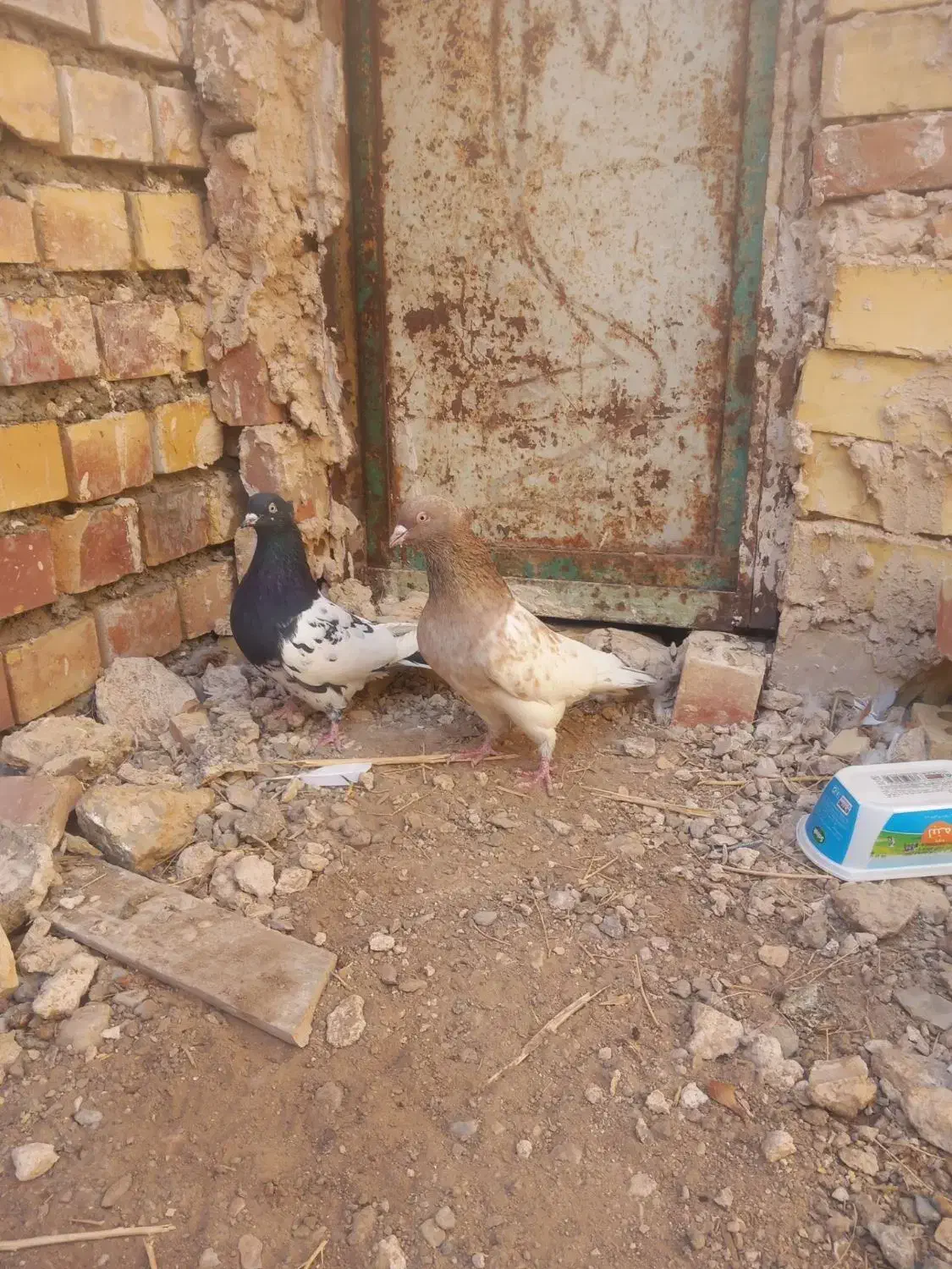 جفت کله ضمانتی از لحاظ هوش|پرنده|فردوس (خراسان), |دیوار