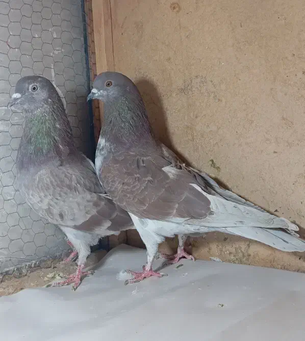 کفتر پرشی|پرنده|قم, باجک دو|دیوار