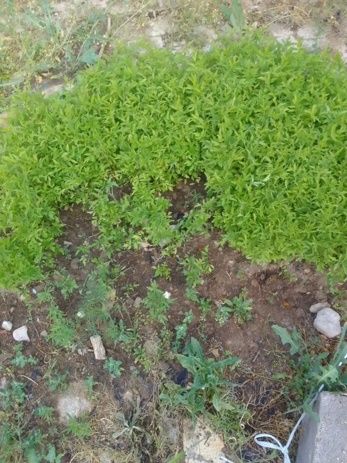 نهال گوجه|گل و گیاه طبیعی|اسفراین, |دیوار