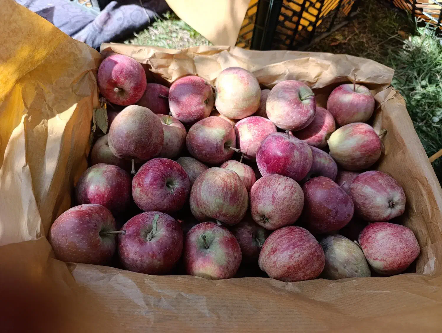 سیب درجه دو|خوردنی و آشامیدنی|سراجو, |دیوار