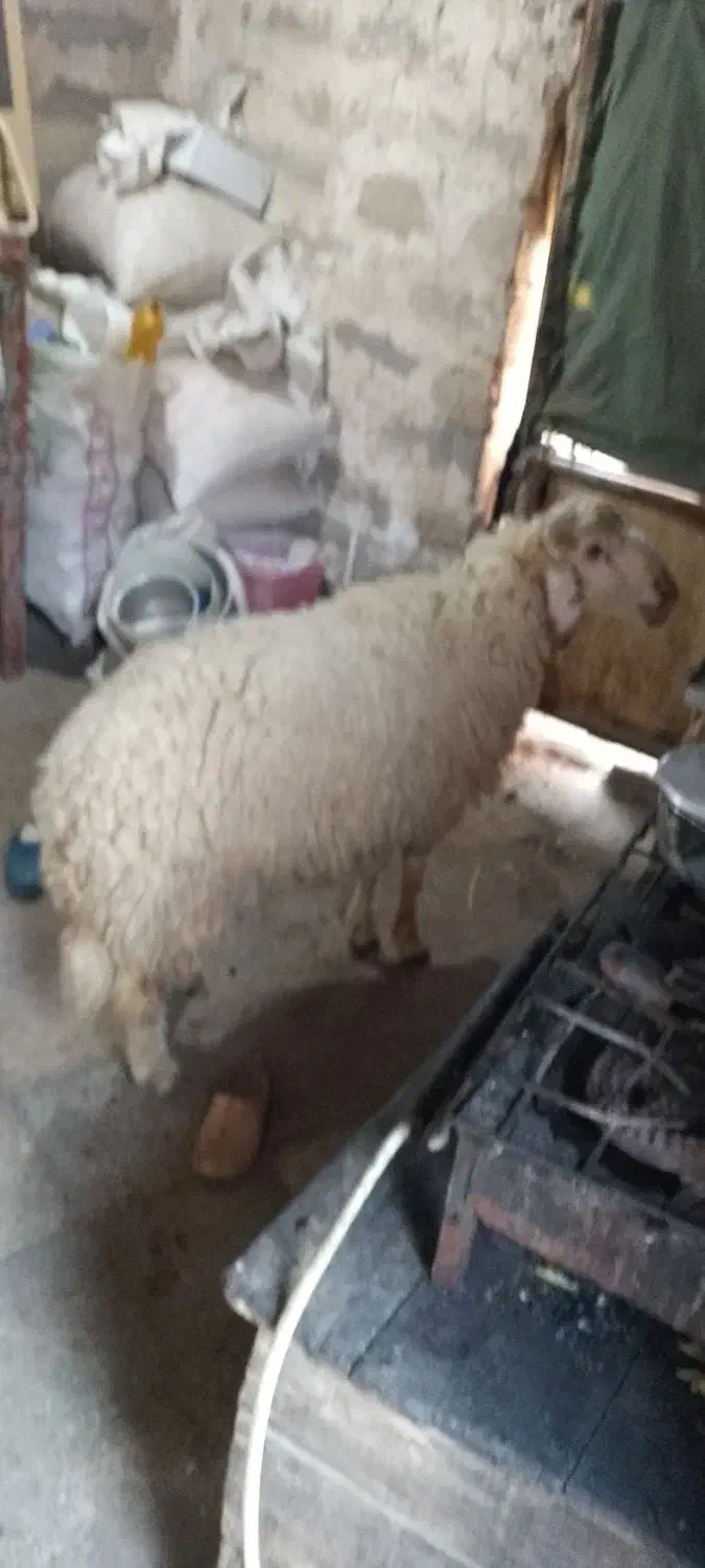 بره پر گوشت وسالم مخصوص نذری|حیوانات مزرعه|باوی, |دیوار