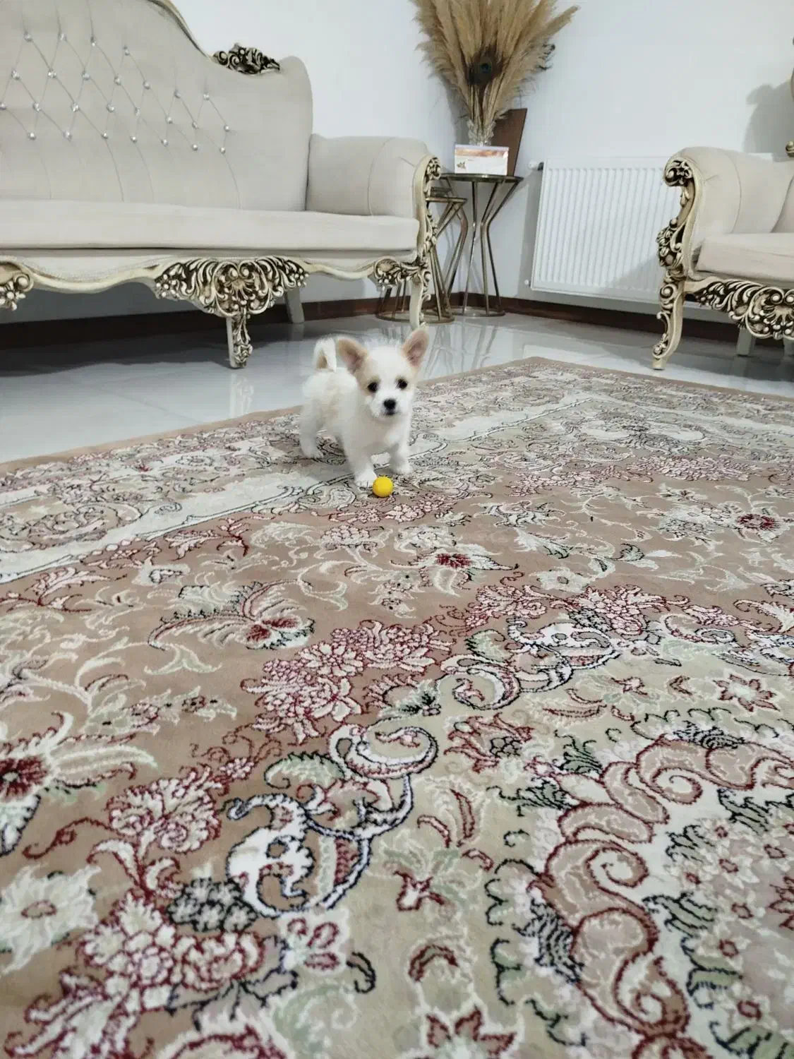 دو عدد توله جیگر(شاهد شهر)|سگ|شاهدشهر, |دیوار