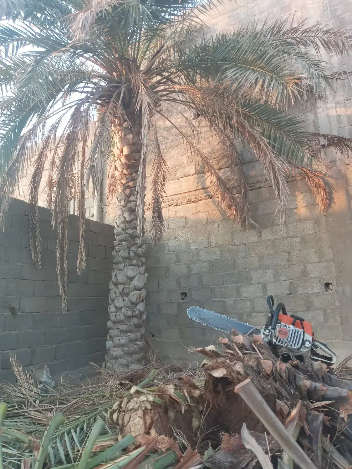 برش نخل قطع درخت (بریدن درخت)|خدمات باغبانی و درختکاری|بندر کنگان, |دیوار