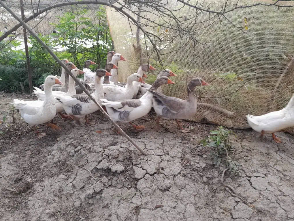 غاز محلی گوشتی و سنگین وزن|حیوانات مزرعه|رشت, پسیخان|دیوار