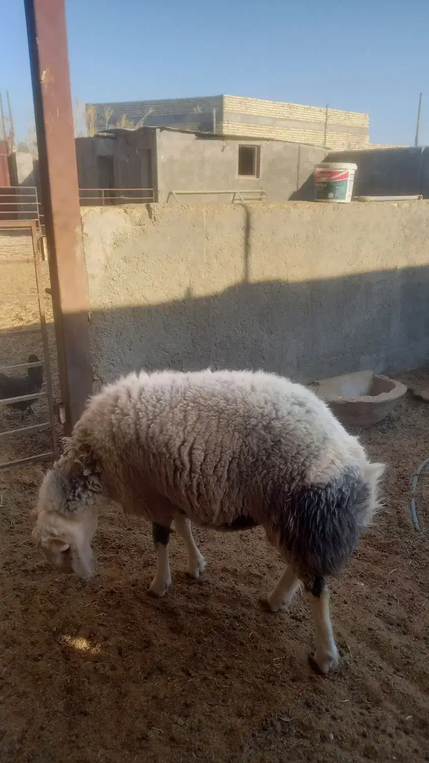یک بره قوچ ۱۰ماهه|حیوانات مزرعه|کاشان, دشت لتحر|دیوار
