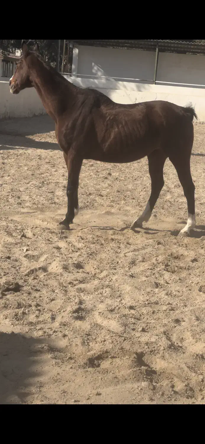 مادیان دوخون|اسب و تجهیزات اسبسواری|برخوار, |دیوار