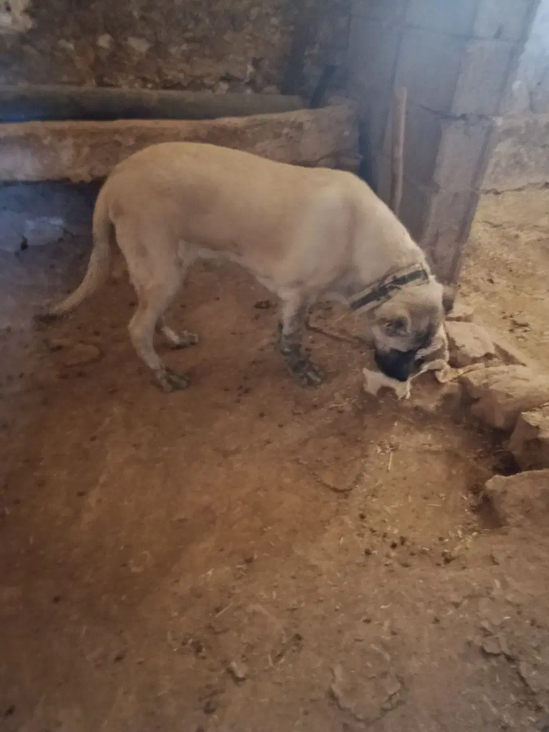 واگزاری سگ سرابی قیمت ۱۲ میلیون|سگ|دالاهو, |دیوار