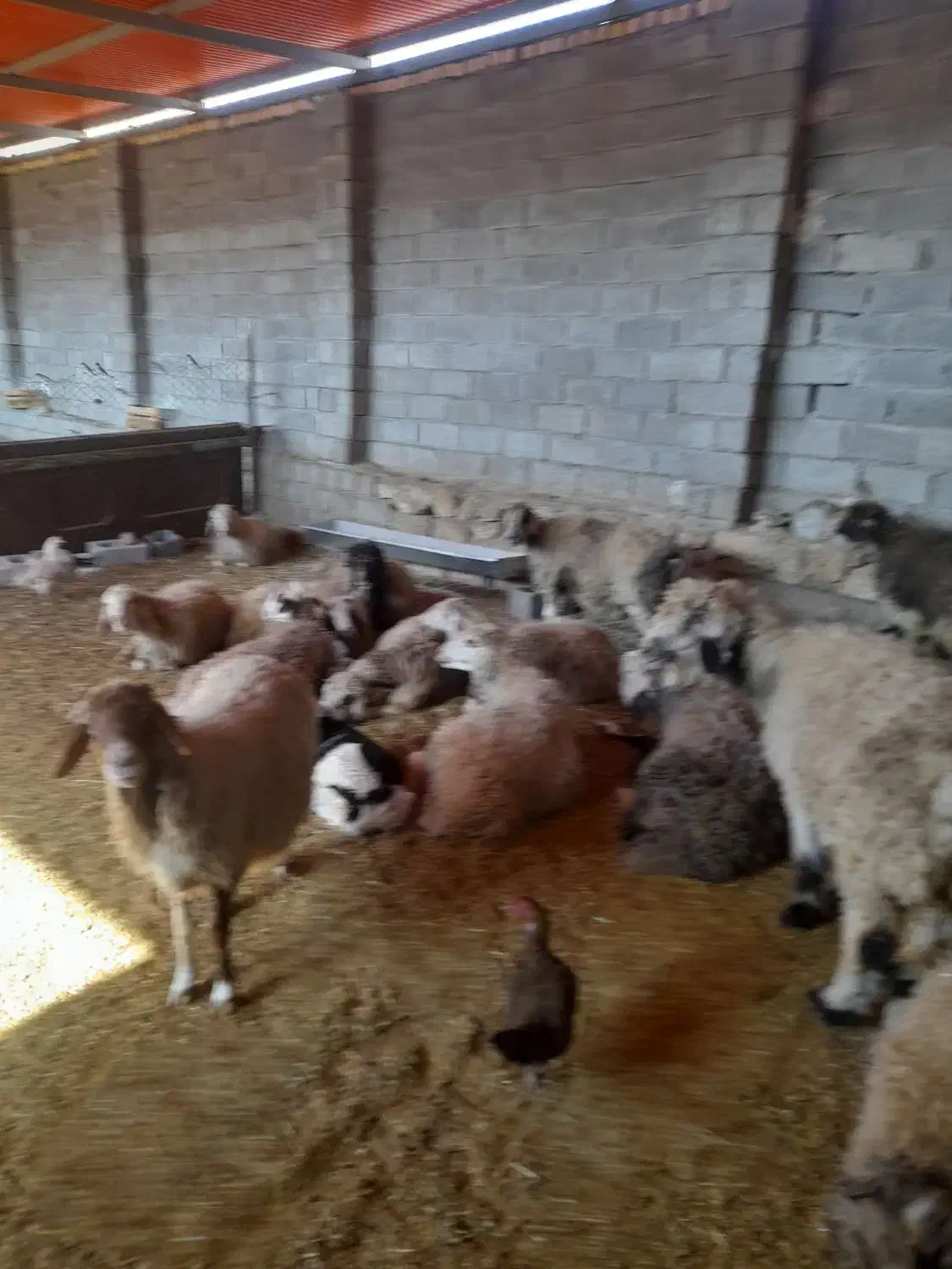 معاوضه ۱۹راس میش با کهره|حیوانات مزرعه|بهبهان, |دیوار