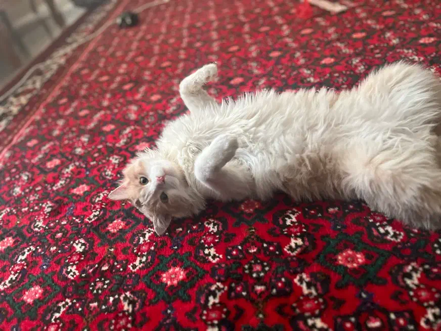 گربه خانگی|گربه|شیراز, ستارخان|دیوار