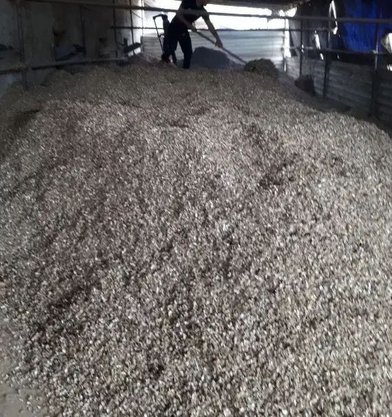 پوست بادام|گل و گیاه طبیعی|آستانه اشرفیه, |دیوار