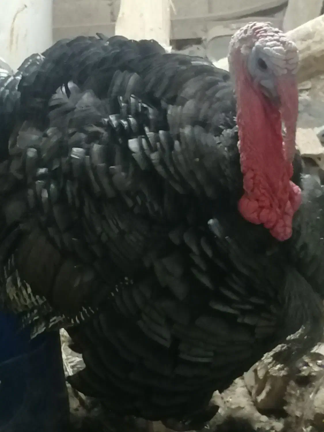 بوقلمون نر|حیوانات مزرعه|مشهد, هدایت|دیوار