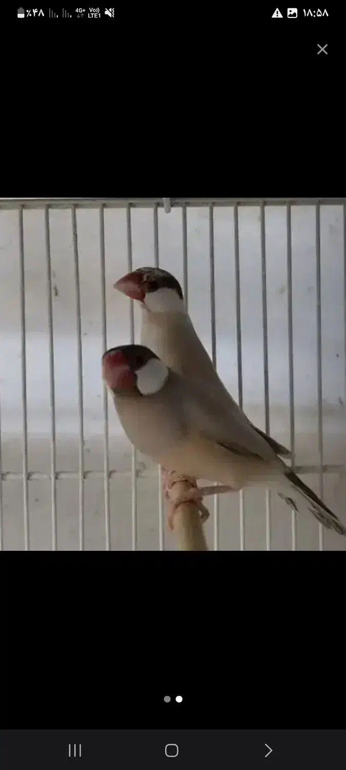 فنج نرگسی قفسی شکلاتی و دوجفت تخم گذاشتن|پرنده|قم, فرهنگیان و شهربانی|دیوار