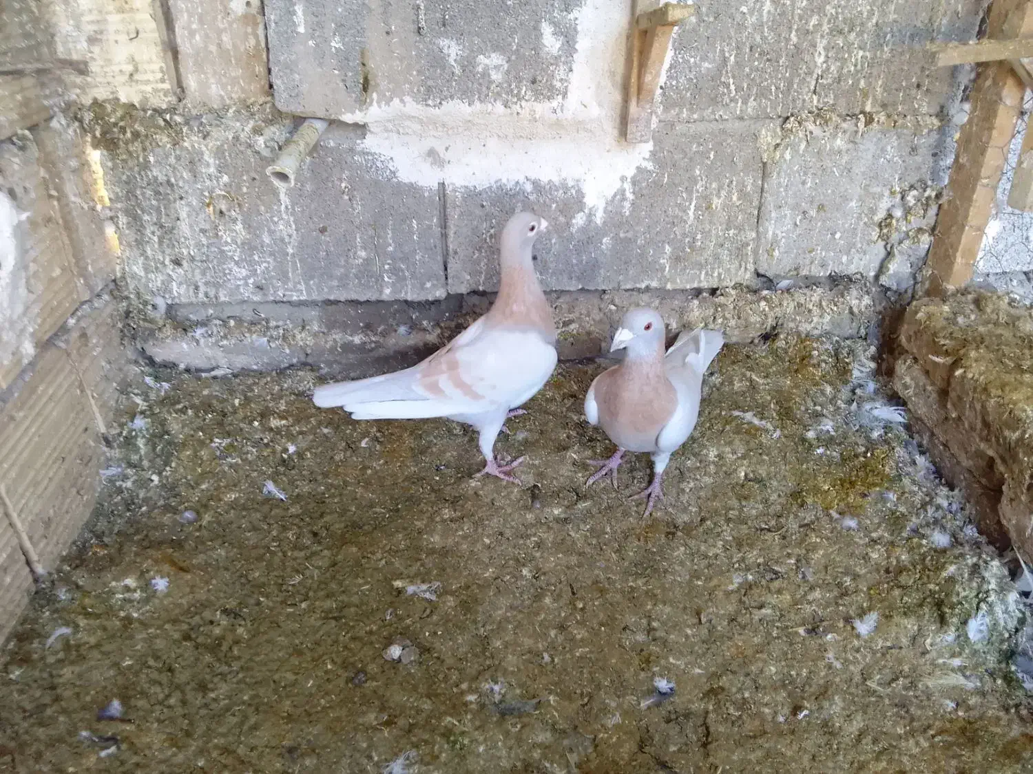 کبوتر|پرنده|فسا, |دیوار