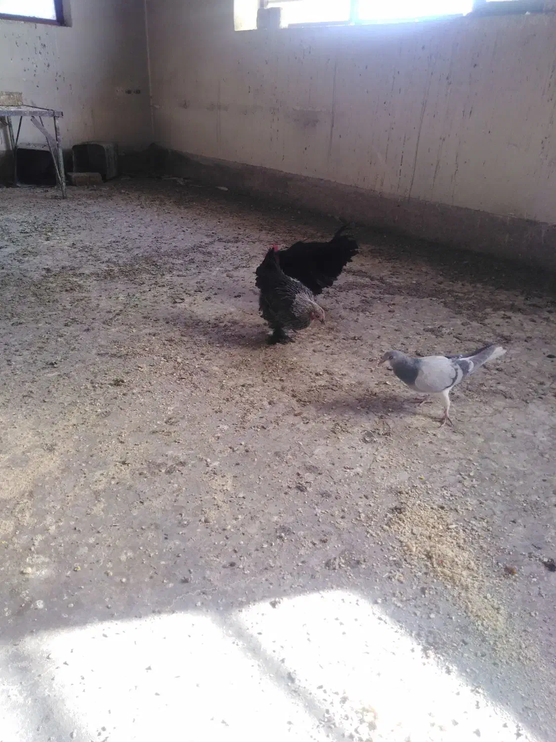 فروش ی جفت مرغ وخروس کوشین سالم واکسن خوردهفروش ی|حیوانات مزرعه|برخوار, |دیوار