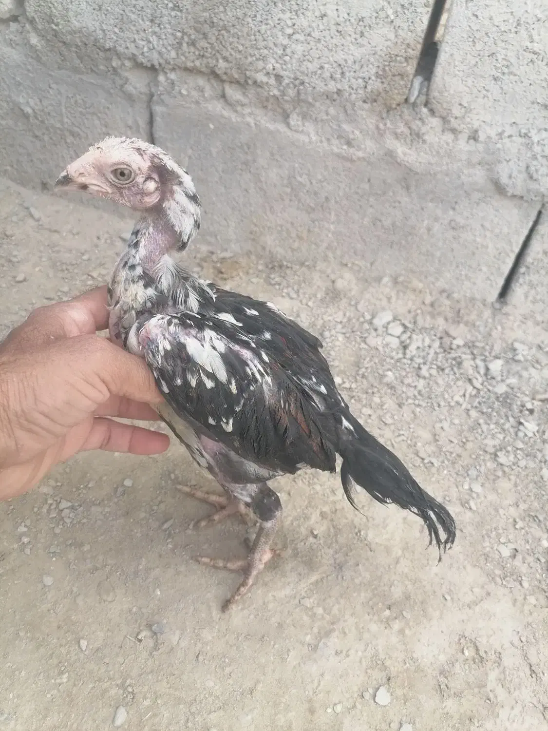 3 عدد جوجه فروشی|حیوانات مزرعه|سراوان, |دیوار