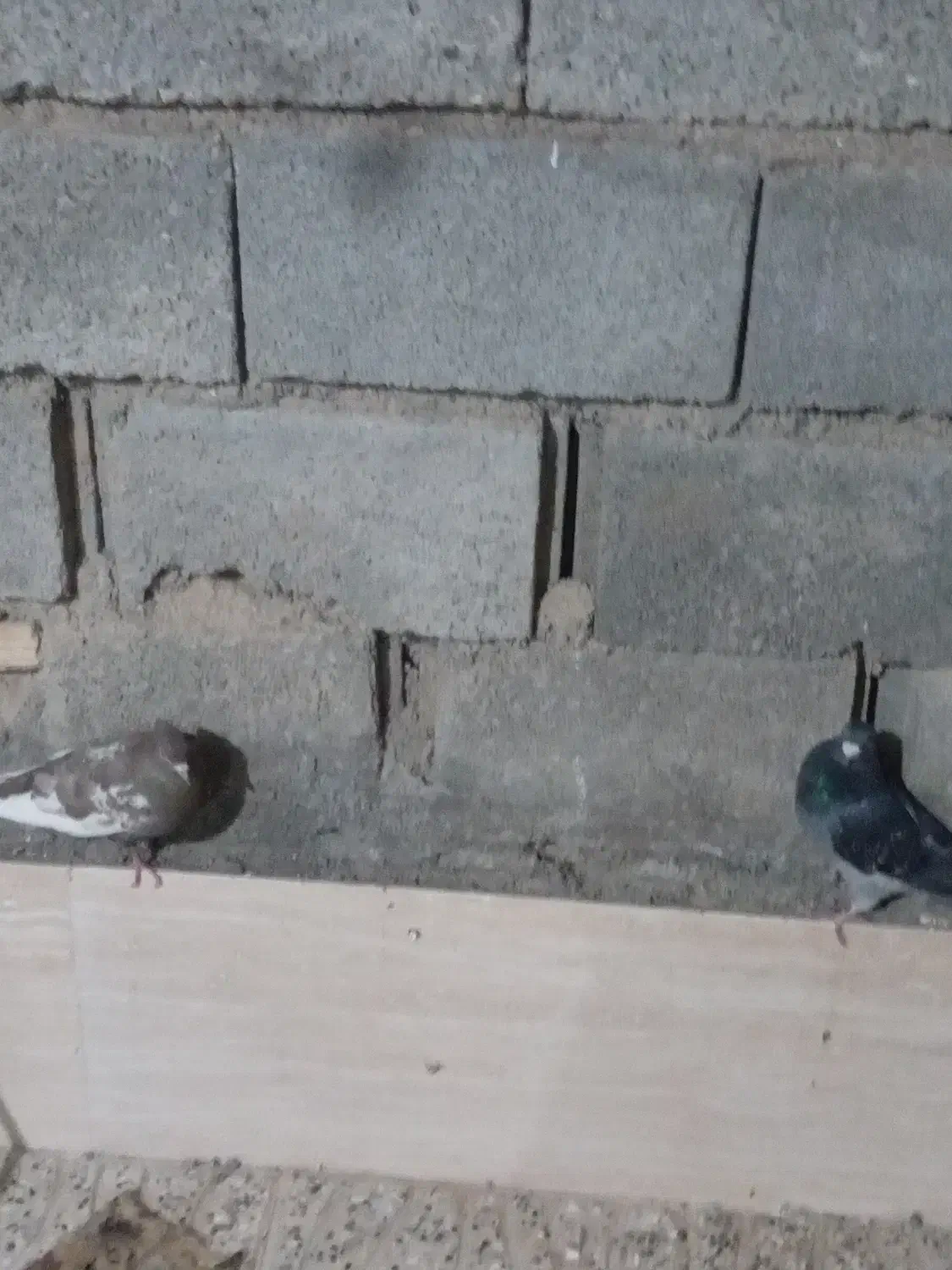 این دوکفتر سینه و پللکی هستند|پرنده|ارسنجان, |دیوار