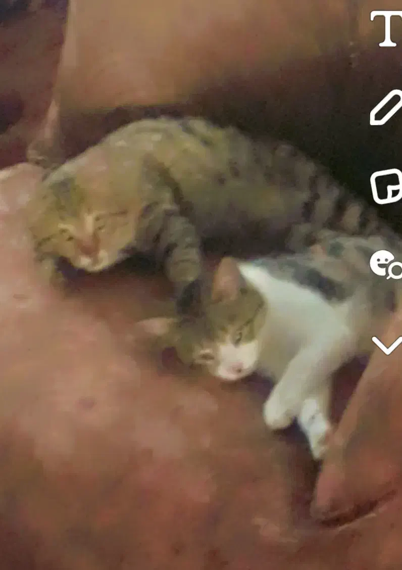 دوتا بچه گربه ناز رایگان|گربه|ارومیه, |دیوار