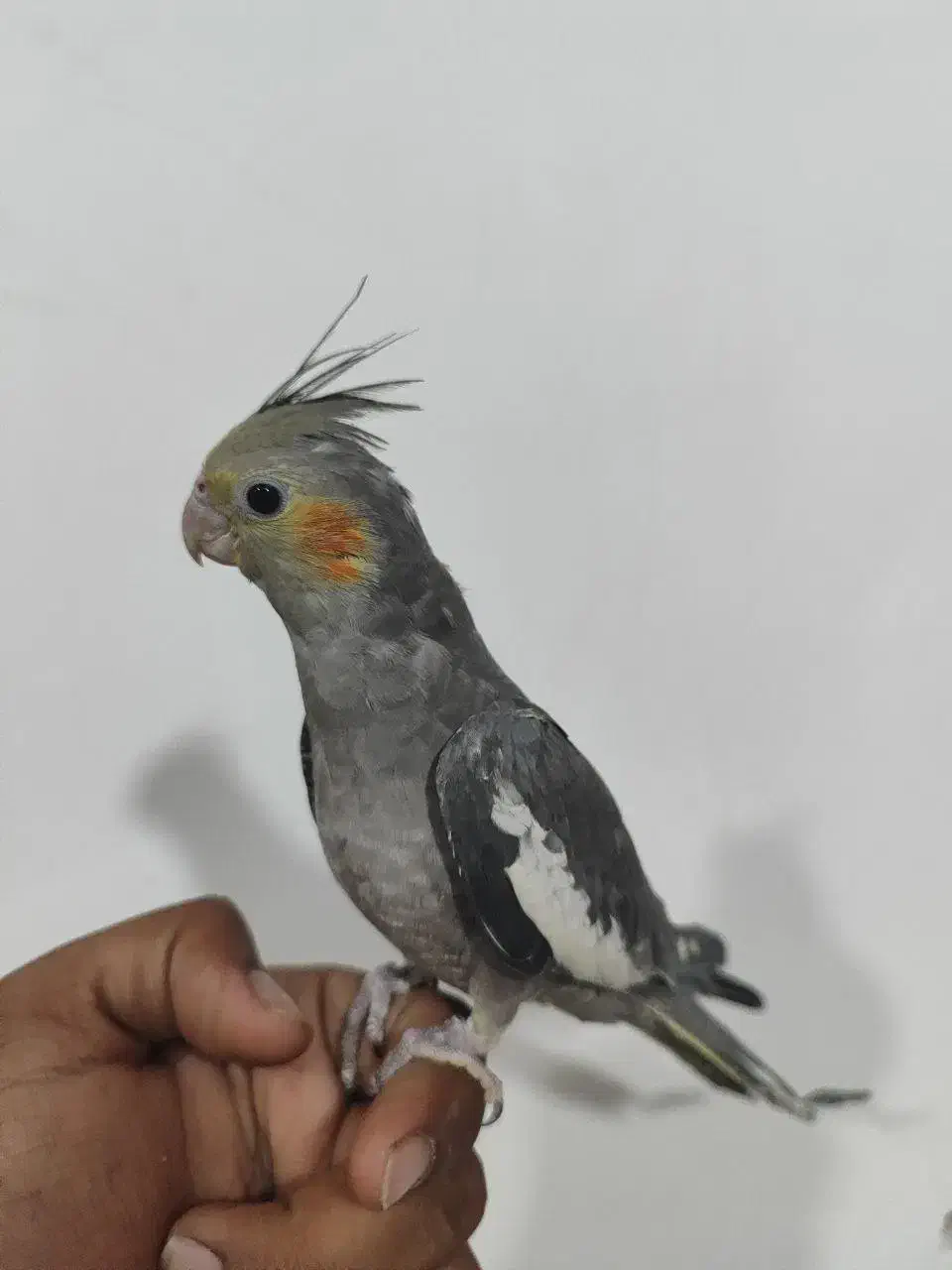 عروس هلندی|پرنده|سراوان, |دیوار