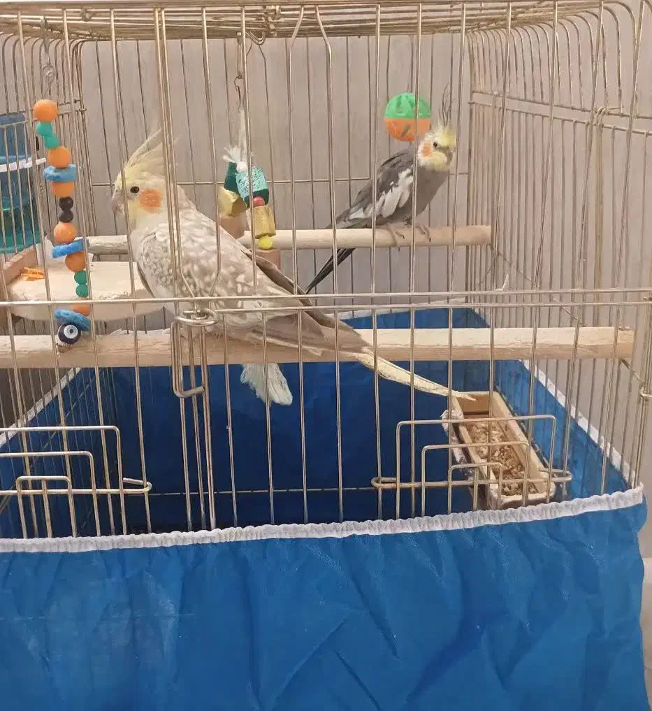 عروس هلندی|پرنده|اراک, |دیوار