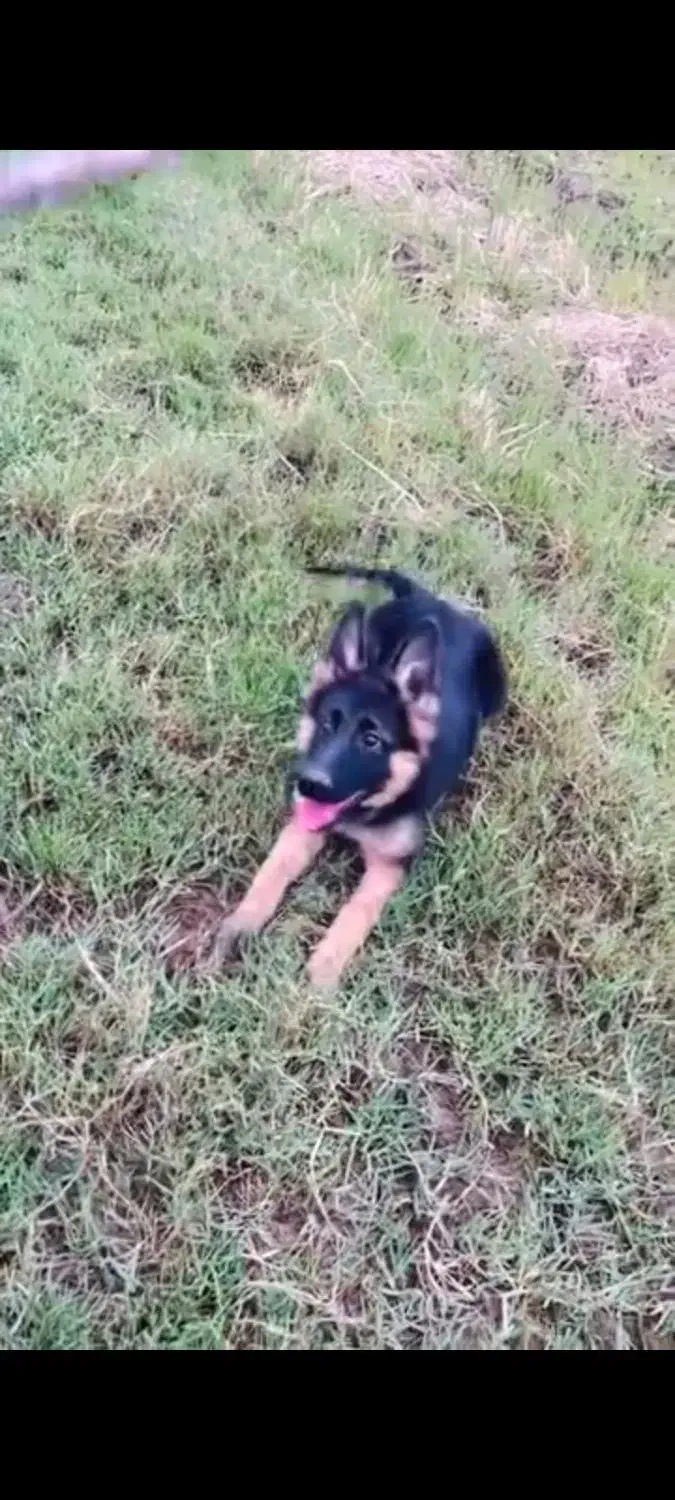 ژرمن شپرد|سگ|لاهیجان, حاجی آباد|دیوار