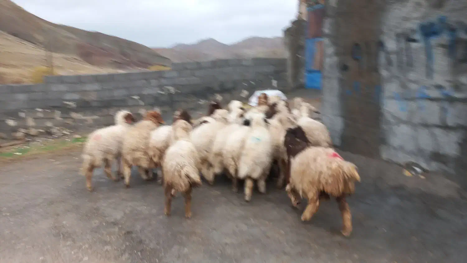 ۲۲ راس کاور هیکلی و بزرگ و شیرمس بره باب پروار|حیوانات مزرعه|ایلام, |دیوار