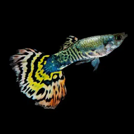 گوپی زیبای سنگاپوری|ماهی|کرمان, |دیوار