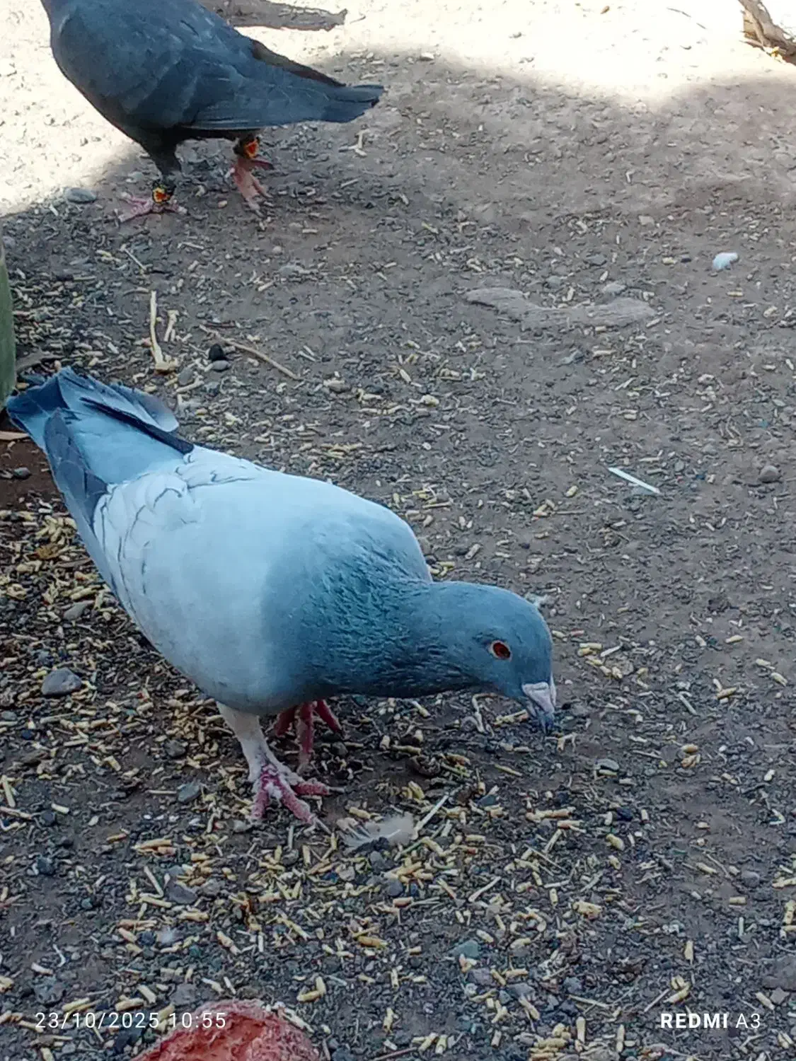 کفتر طاووسی جفت گاهی|پرنده|سبزوار, غرب نیروگاه|دیوار