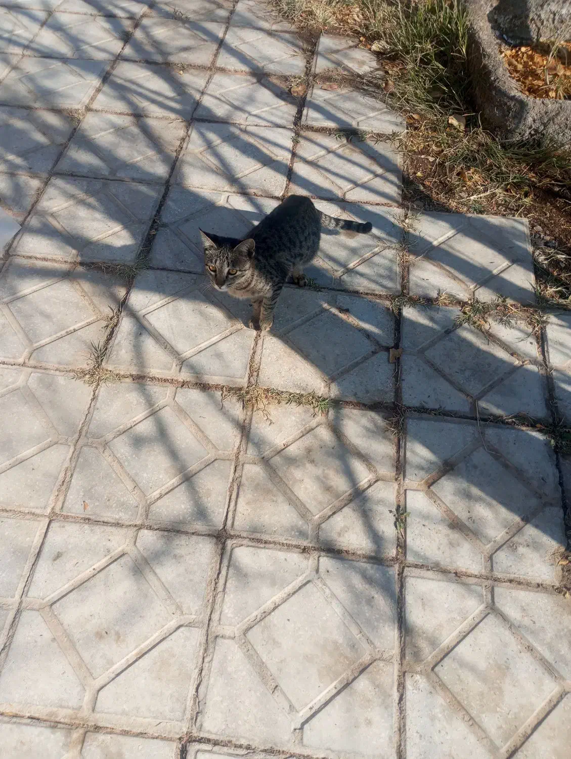 گربه|گربه|فردوس (خراسان), |دیوار