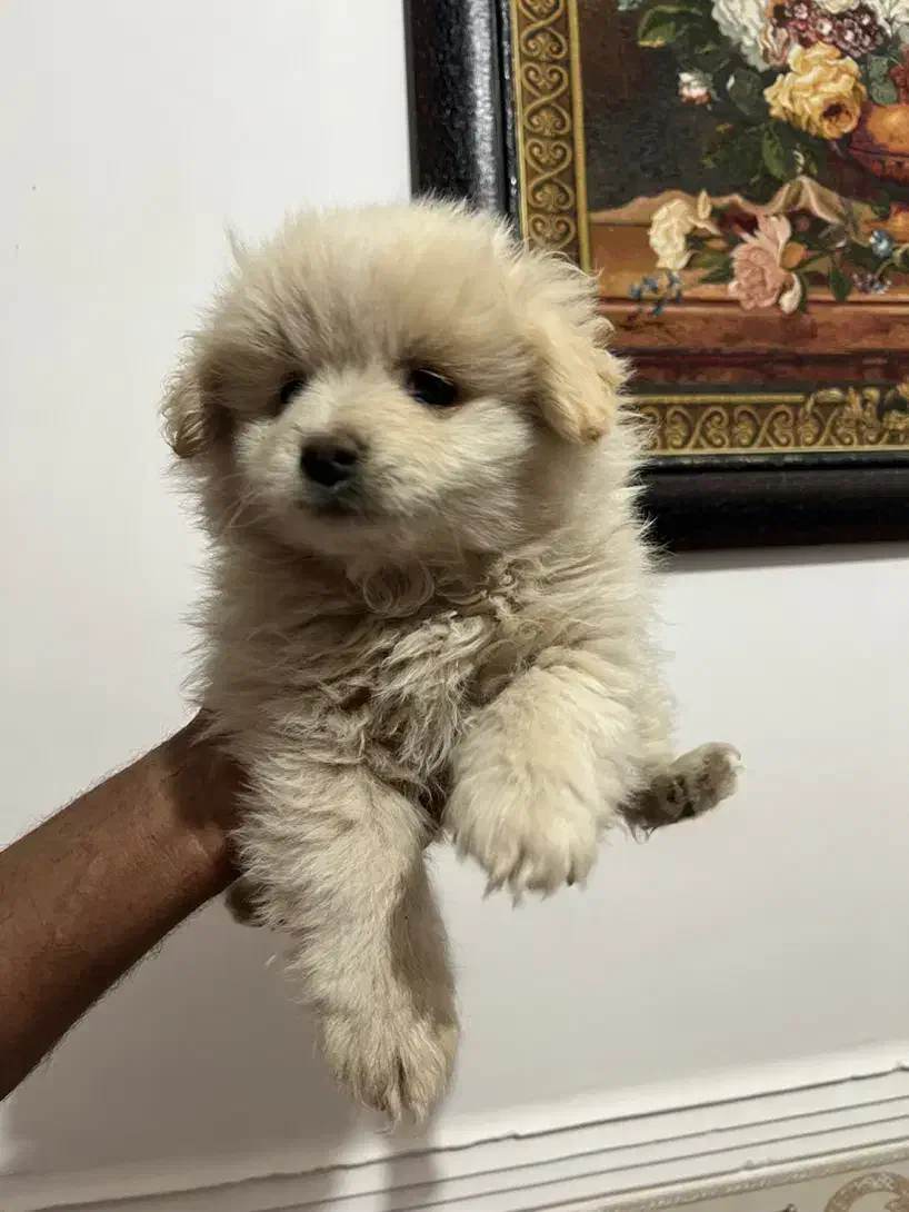 توله میکس پامر و اشپیتز|سگ|شهرکرد, |دیوار