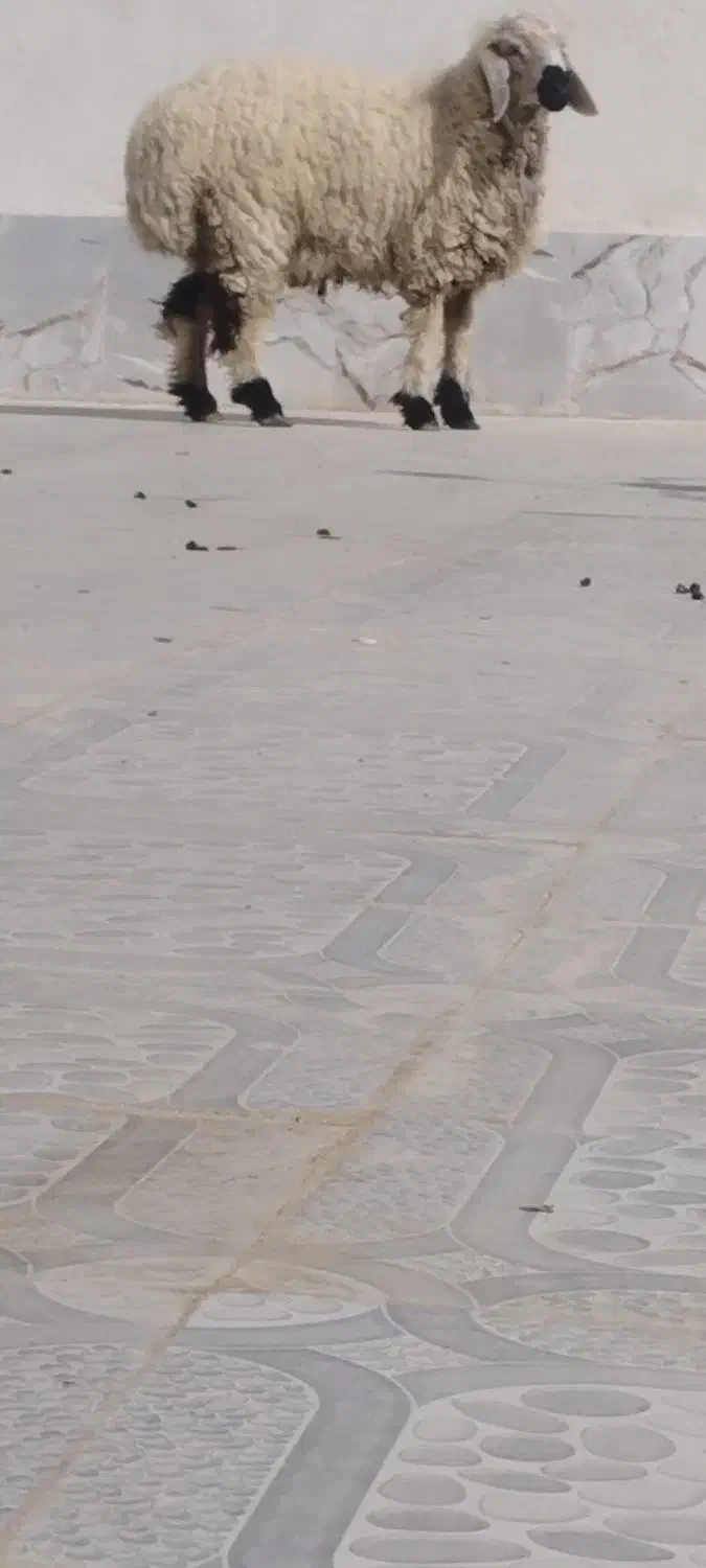 برهنر|حیوانات مزرعه|هامون, |دیوار