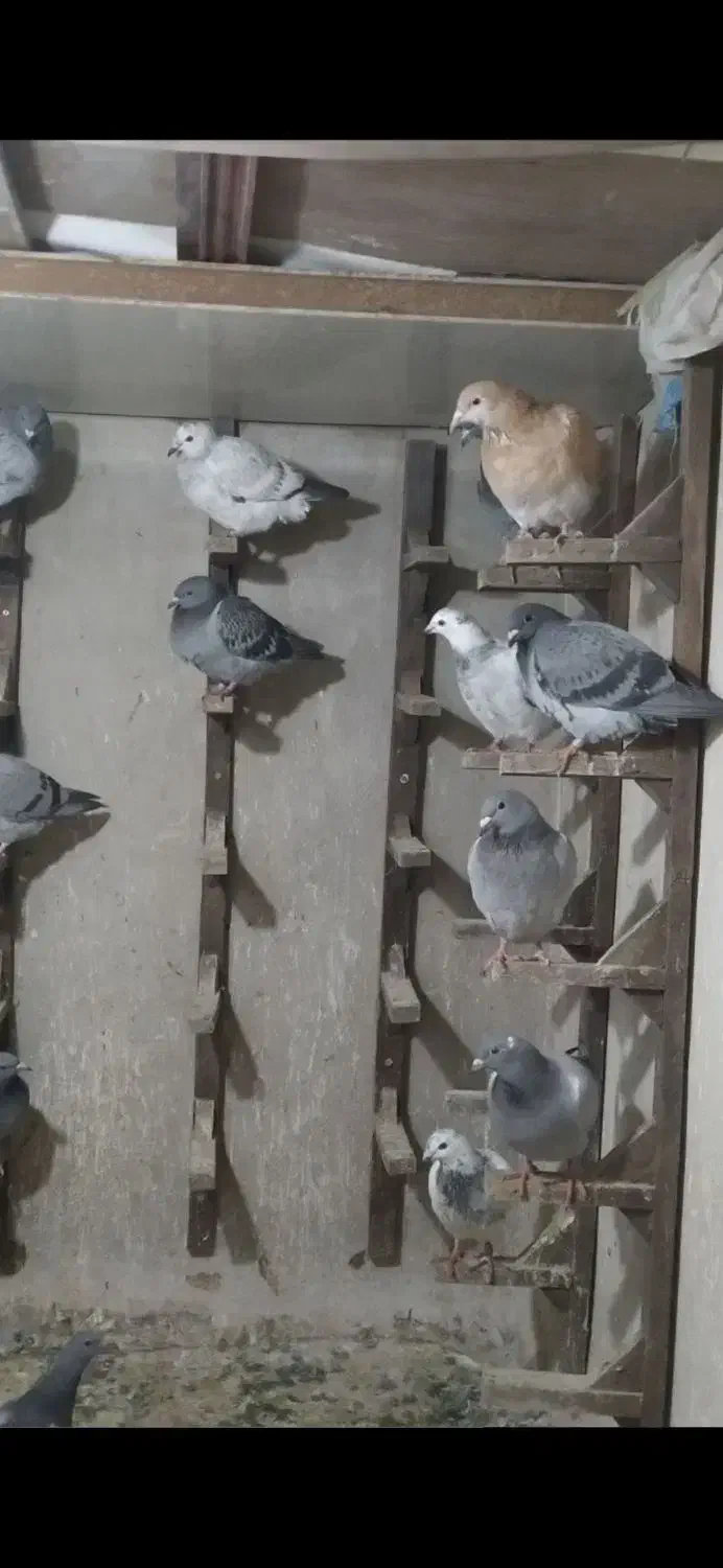 کبوتر جوجه پلاکی|پرنده|مشهد, طبرسی شمالی|دیوار