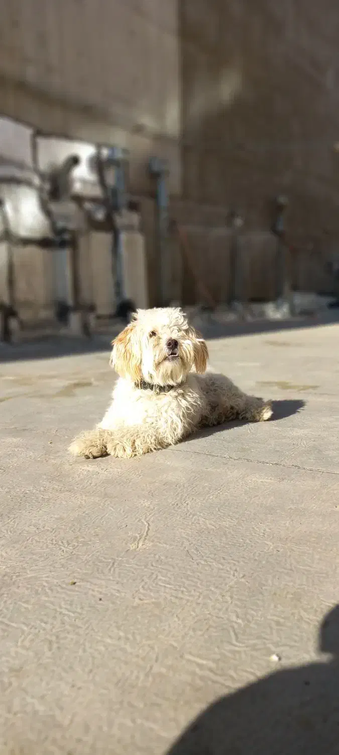 سگ تریر|سگ|میاندوآب, |دیوار