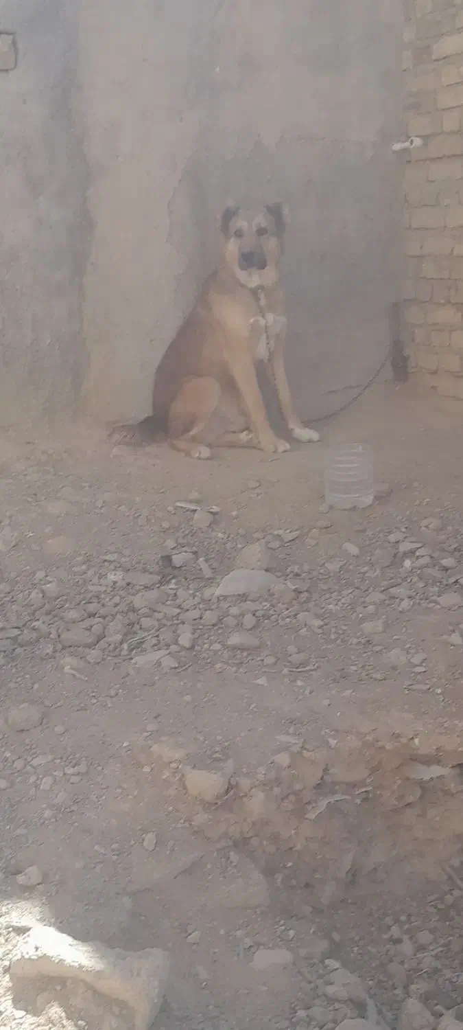 واگذاری سگ|سگ|دوتپه, |دیوار