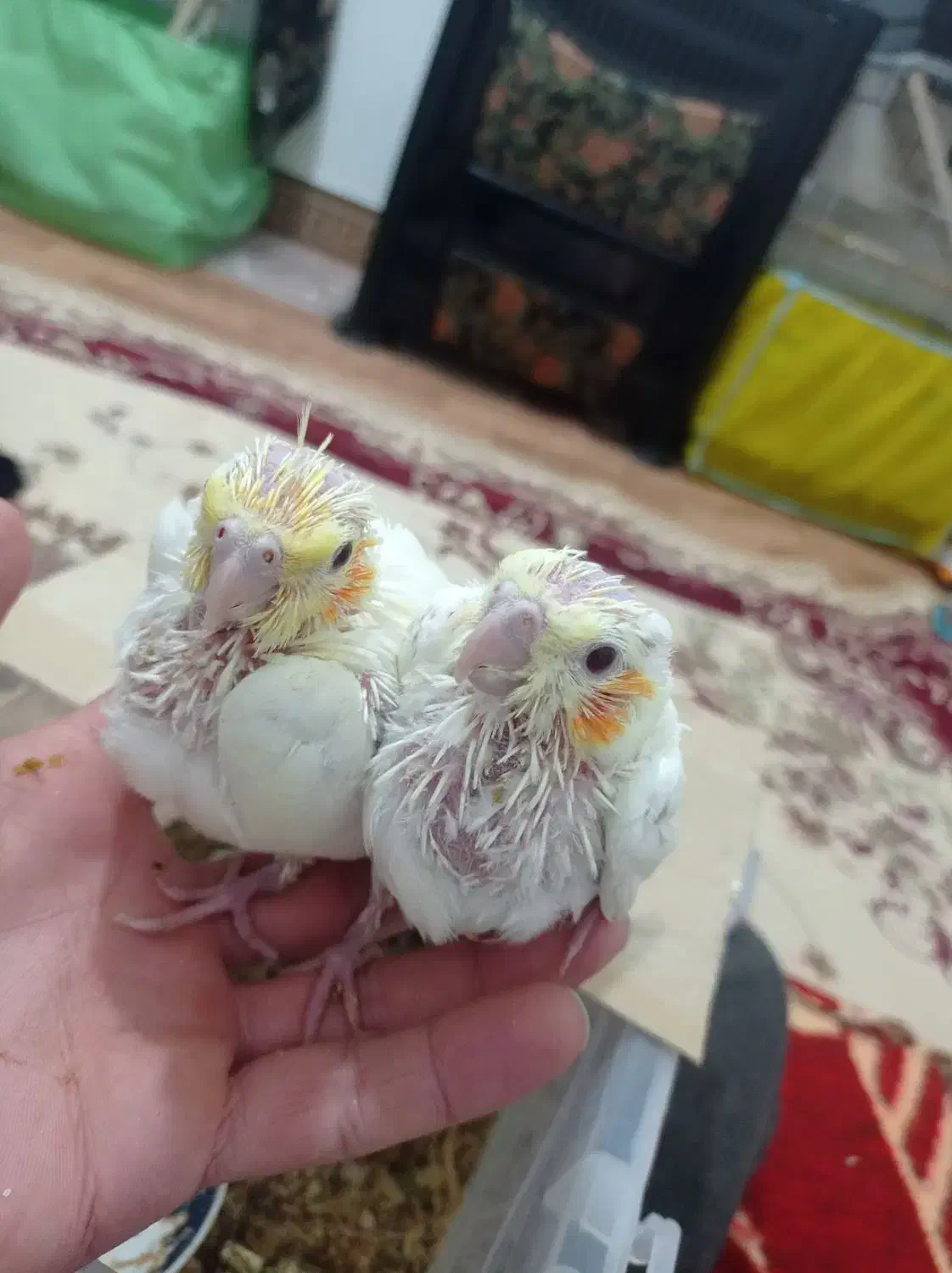 عروس هلندی جوجه|پرنده|قیدار, |دیوار