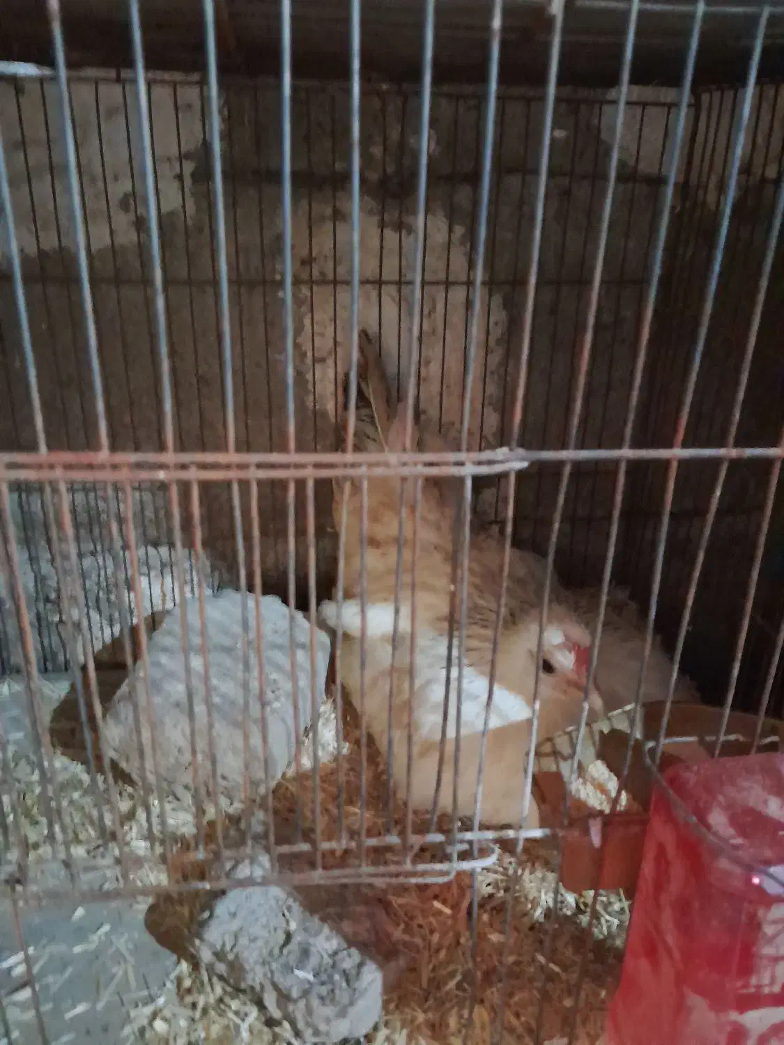 مرغ چاپنیز|حیوانات مزرعه|قره قوین, |دیوار