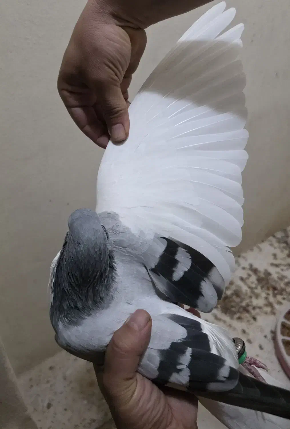 چپ سبز|پرنده|جم, |دیوار