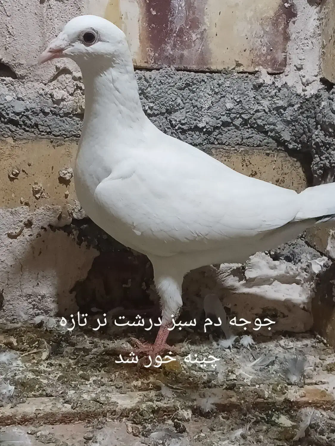 کله هما کفتر کبوتر|پرنده|تایباد, |دیوار