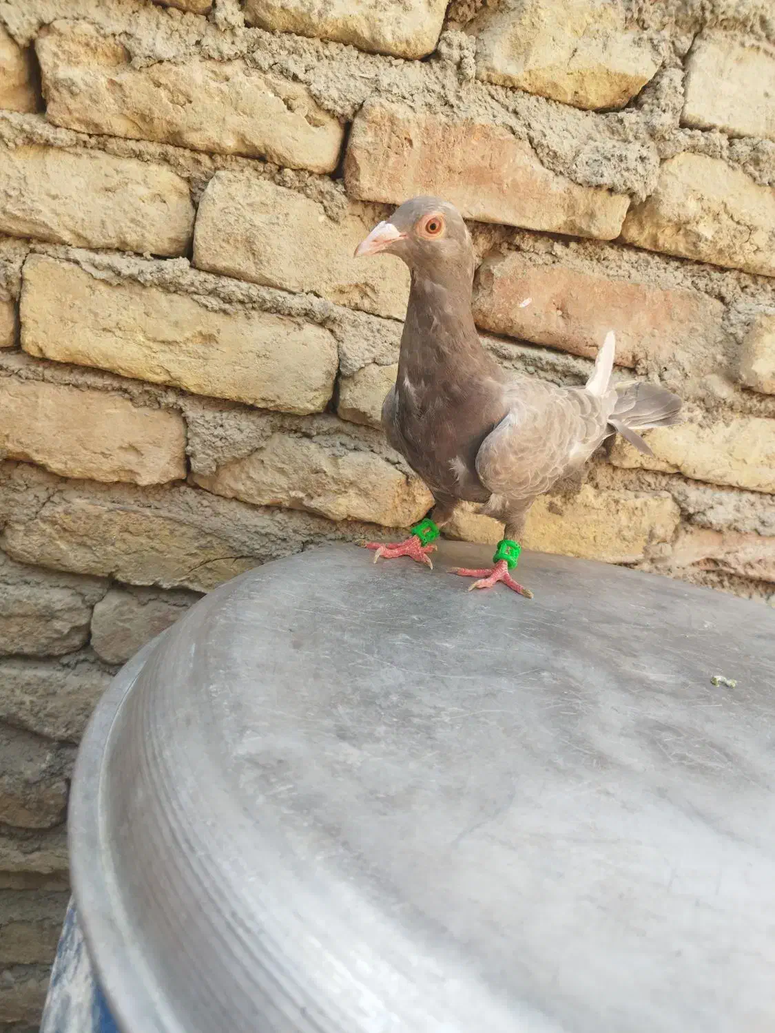 یک جفت کبوتر|پرنده|چناران, |دیوار