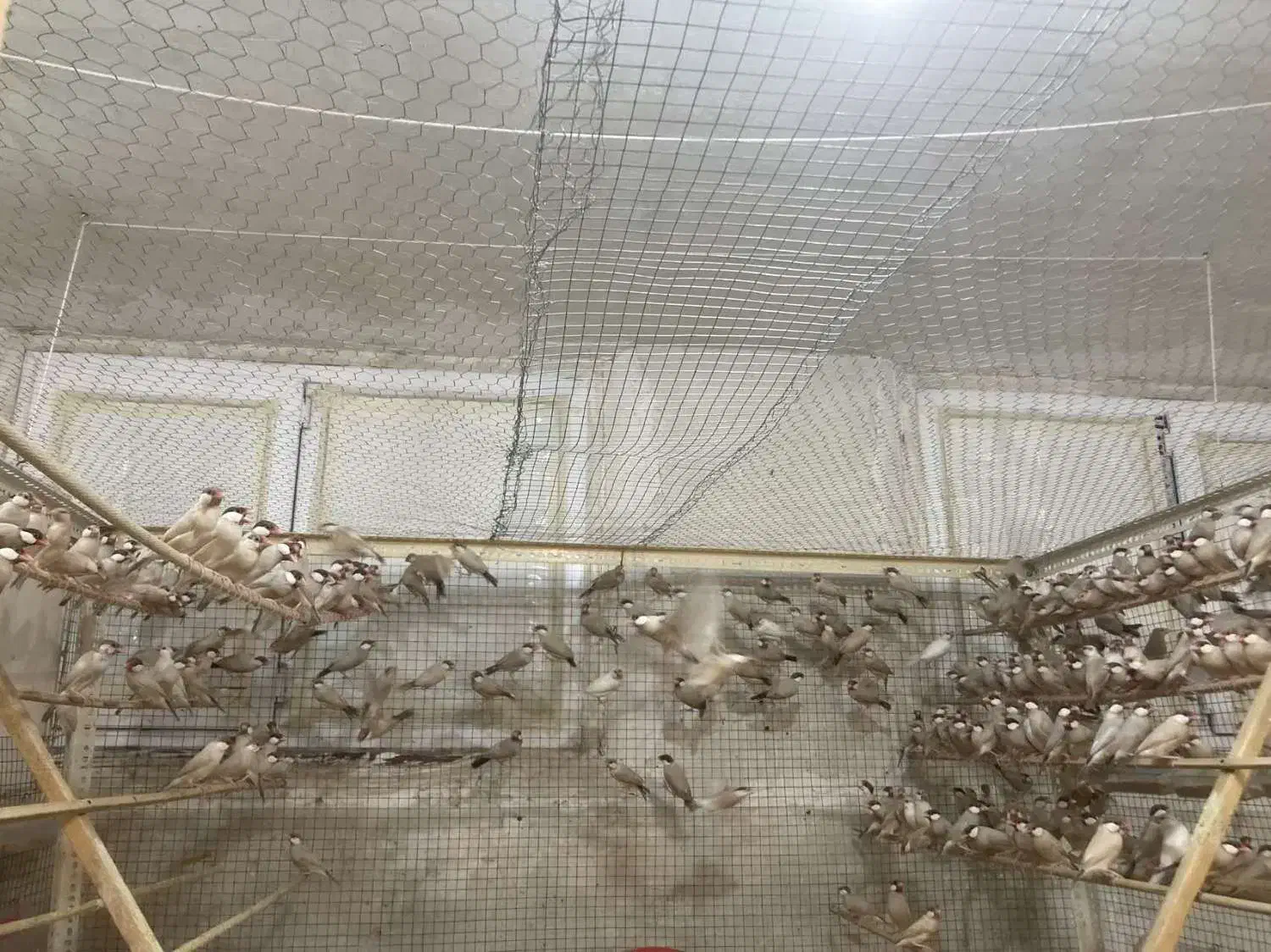 فروش فنج نرگسی شکلاتی|پرنده|تهران, صاحب الزمان|دیوار