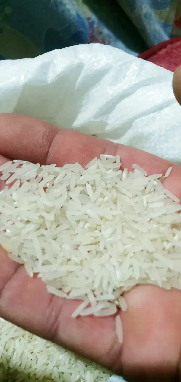 برنج فجر سوزنی ۹۰ روزه|خوردنی و آشامیدنی|گرگان, |دیوار