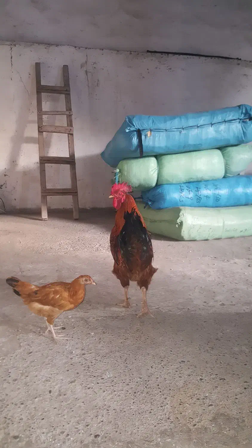 خروس محلی|حیوانات مزرعه|رشت, بیجارپس|دیوار