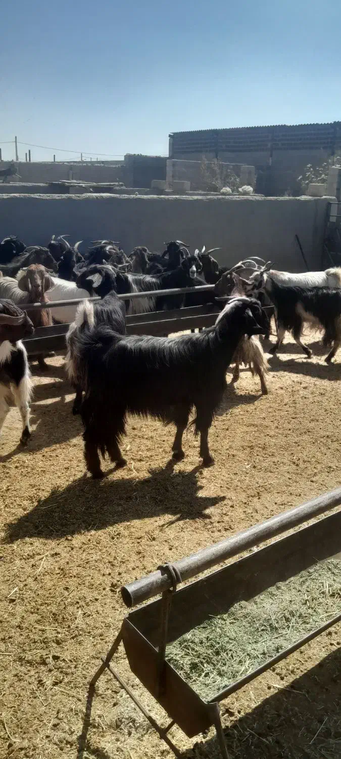 بز داشتی ترکی درجه یک|حیوانات مزرعه|شیراز, حومه شیراز|دیوار