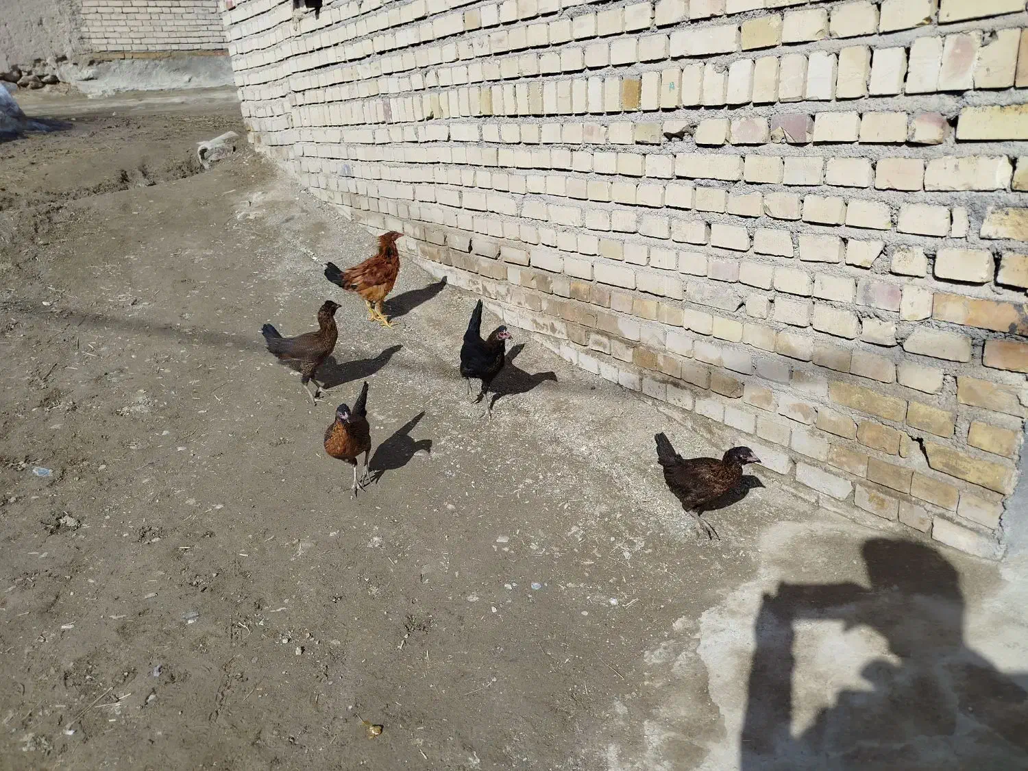 جوجه|حیوانات مزرعه|کرانی, |دیوار