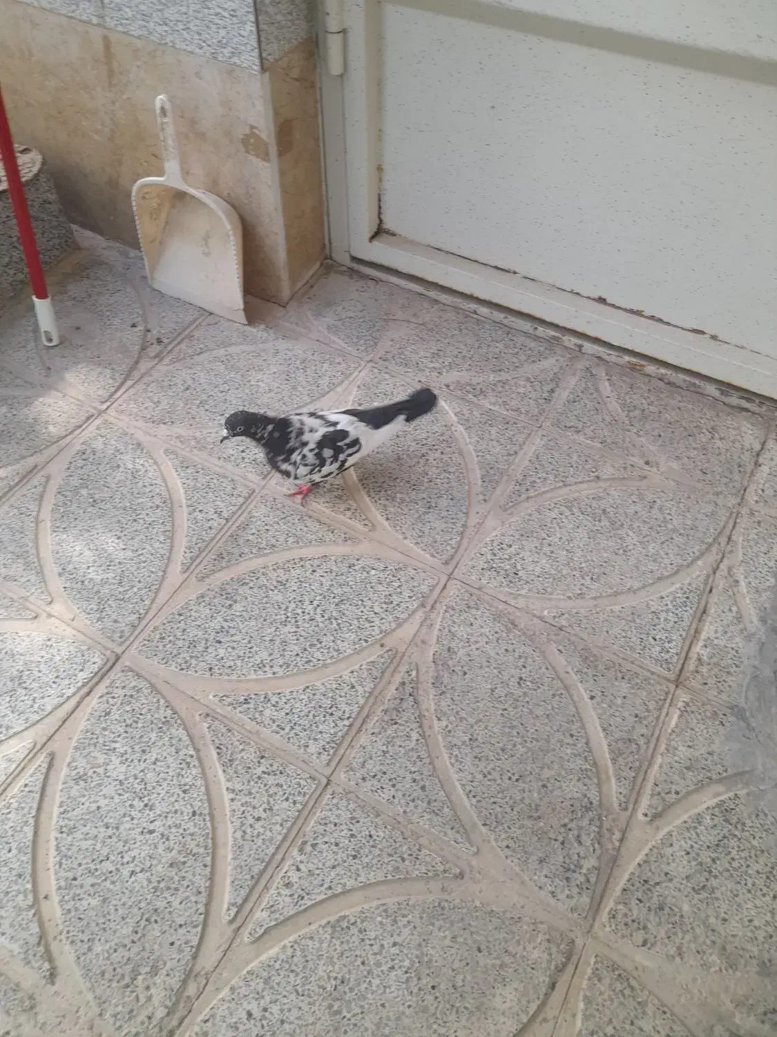 کبوتر|پرنده|حبیب آباد, |دیوار