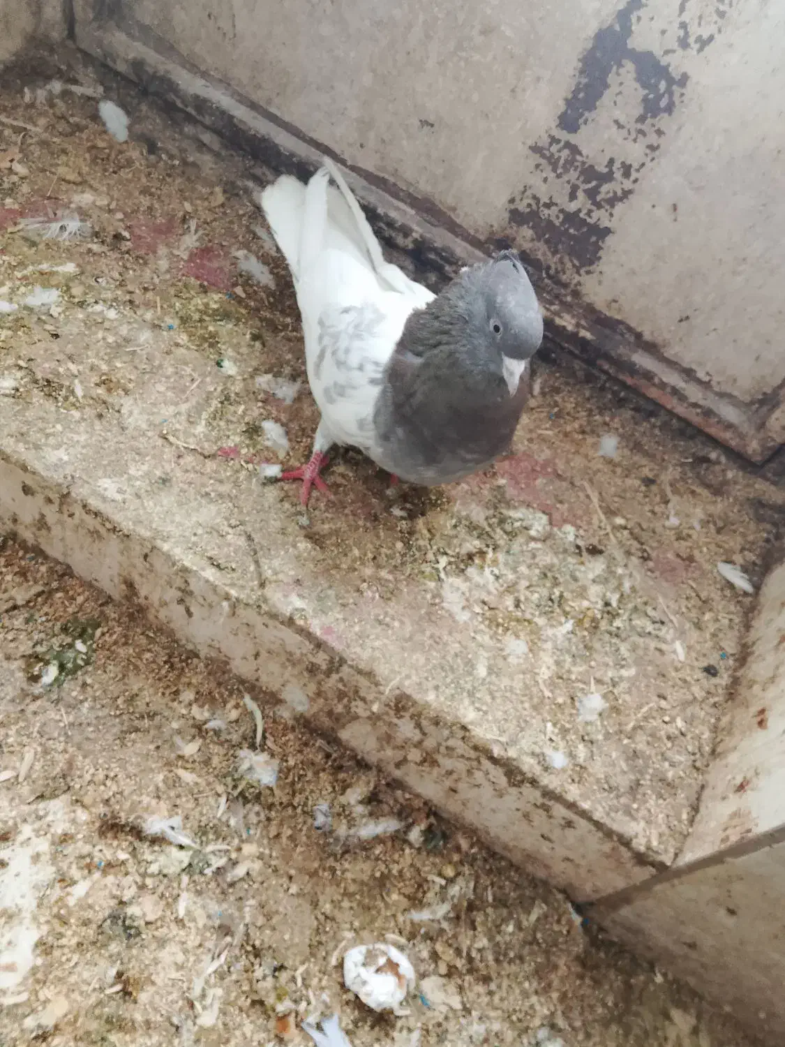 کبوتر|حیوانات|سمیرم, |دیوار