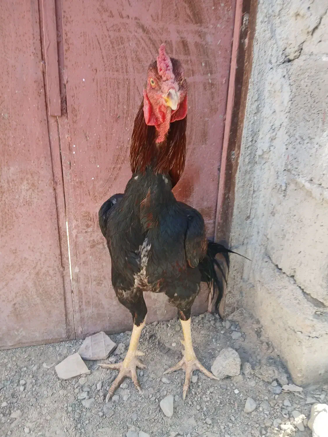 خروس لاری|حیوانات مزرعه|سراوان, |دیوار