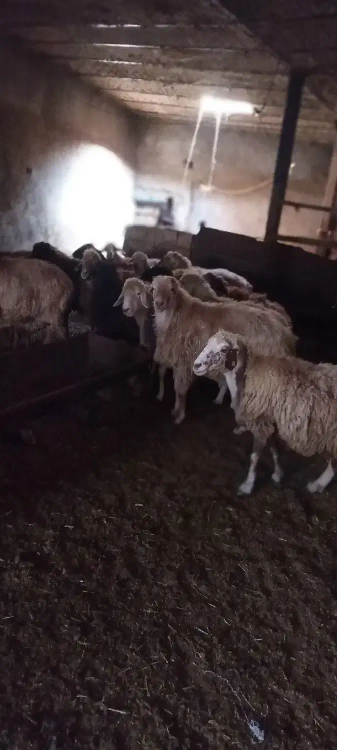 فروش گوسفند گوشتی شیشک|حیوانات مزرعه|سرعین, |دیوار