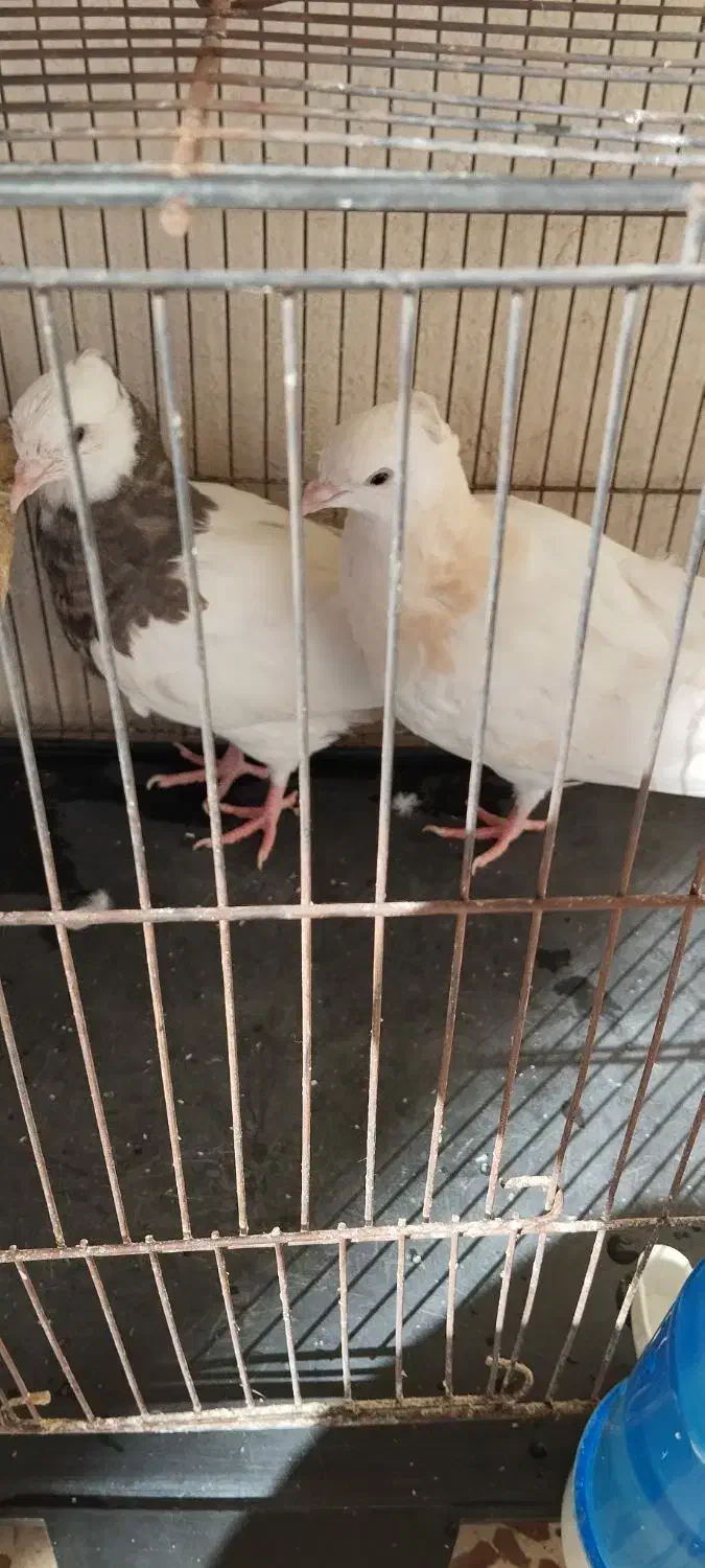 طوقی جوجه.جفت|پرنده|نیشابور, شریعتی|دیوار