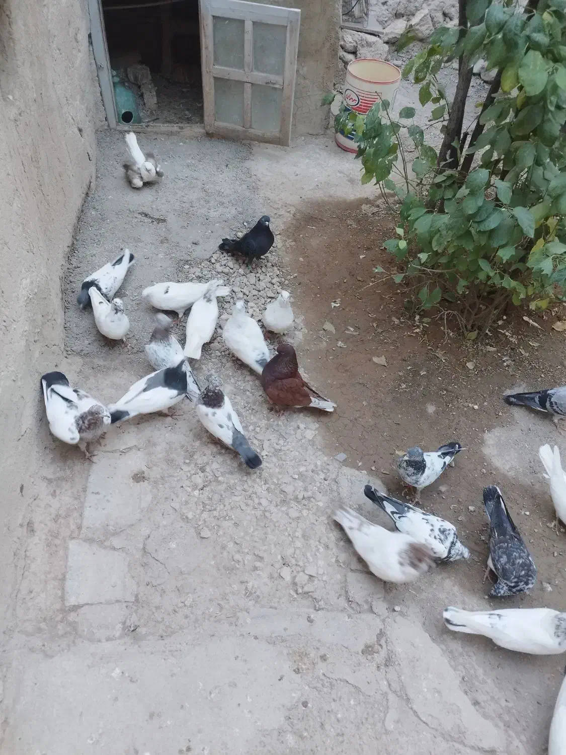 کبوتر پرشی ده عدد|پرنده|قروه, |دیوار